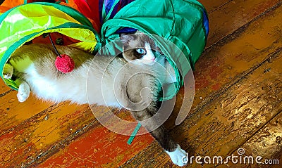 Snowshoe blue-eyed cat lying in a toy multi-colored tunnel, wooden brown floor Stock Photo