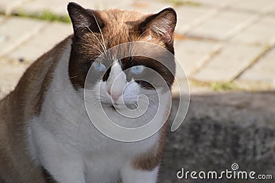 Snowshoe cat with blue eyes, chocolate and white fur. Stock Photo