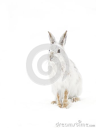 Snowshoe hare or Varying hare (Lepus americanus) closeup in winter Stock Photo