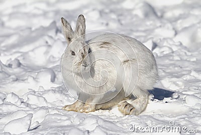 Snowshoe hare or Varying hare (Lepus americanus) closeup in winter in Canada Stock Photo