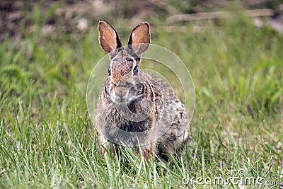 Snowshoe Hare, Lepus americanus Stock Photo