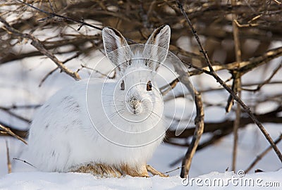 Snowshoe hare or Varying hare (Lepus americanus) closeup in winter in Canada Stock Photo