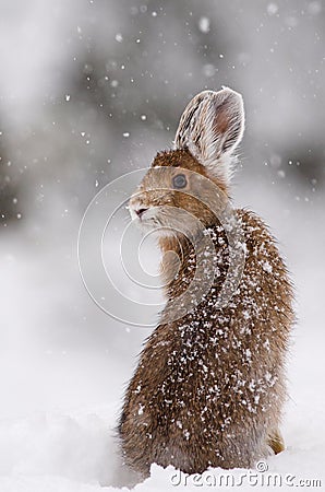 Snowshoe Hare Stock Photo