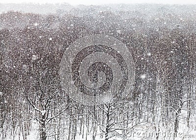 Snowstorm over trees in park in winter Stock Photo
