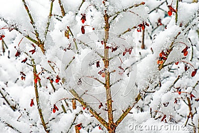 Snowstorm overing Firebush branches and berries Stock Photo