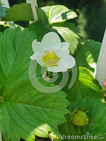 Snowwhite strawberry flower Stock Photo