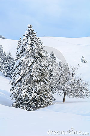 Snowy Alpine Tree on a Pristine Winter Day Stock Photo