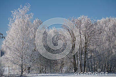 snowy birch forest on the outskirts of Berlin Stock Photo