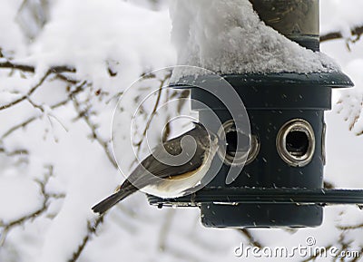 Snowy Bird Feeder Stock Photo