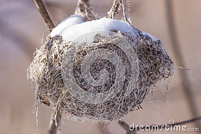 Snowy bird`s nest in a tree - taken by the Minnesota River in the Minnesota Valley National Wildlife Refuge Stock Photo
