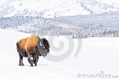 Snowy bison covered in snow in Yellowstone National Park Stock Photo