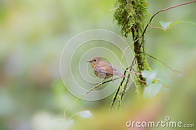 Snowy browed Stock Photo