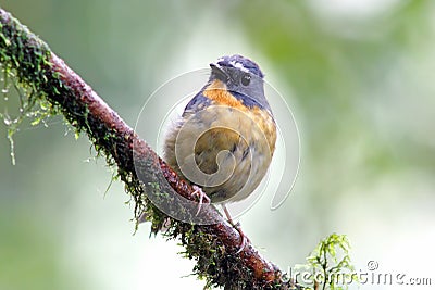 Snowy browed Flycatcher Ficedula hyperythra Beautiful Male Birds of Thailand Stock Photo