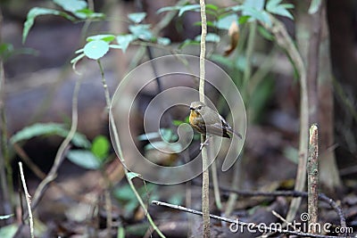 Snowy-browed flycatcher in Dalat, Vietnam Stock Photo