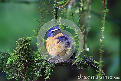 Snowy-browed Flycatcher Stock Photo