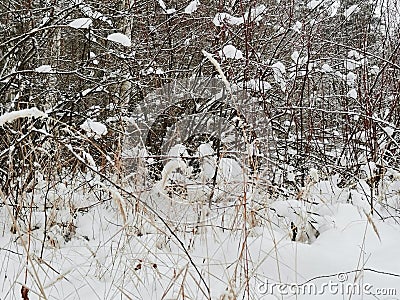 Snowy bushes with lumps of white snow Stock Photo