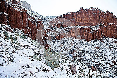 Snowy Cactus Landscape Stock Photo