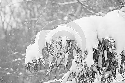 Snowy Cactus in the winter Stock Photo