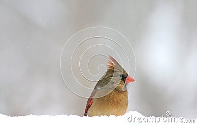 Snowy cardinal Stock Photo