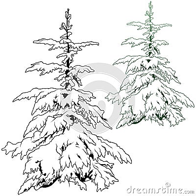 Snowy Coniferous Tree Vector Illustration