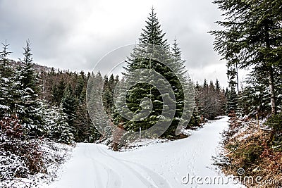 Snowy crossroads in the middle of the winter forest Stock Photo