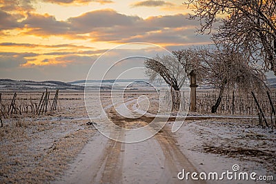 Snowy curvy path with two tracks through the vineyards at sunset. White vineyards with cloudy orange sky. Calming evening mood in Stock Photo
