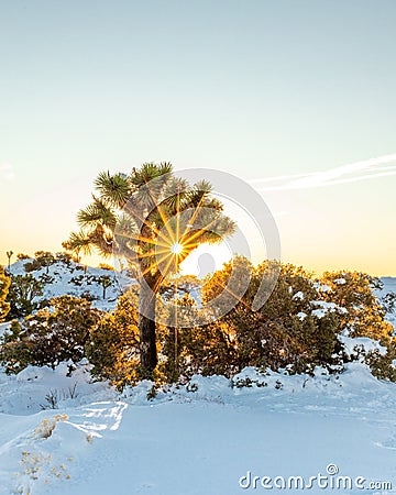 Snowy Dawn at Joshua Tree Stock Photo