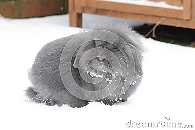 A snowy day and bunnies love to play in it Stock Photo