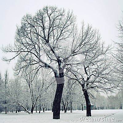 Snowy day. Everything covered with snow. Winter. Stock Photo