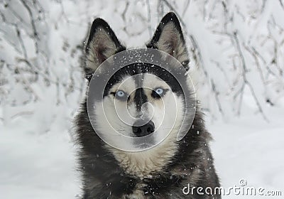 Snowy dog Siberian Husky Stock Photo
