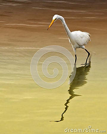 Snowy Egret Stock Photo