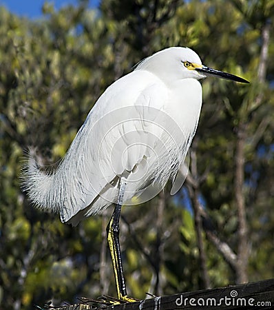 Snowy egret Stock Photo