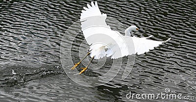 Snowy Egret Stock Photo