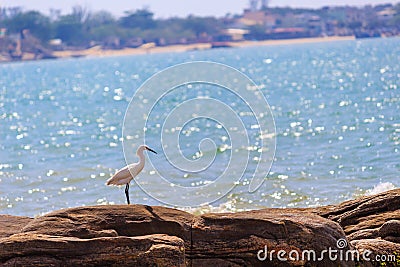 Snowy egret in a beach Stock Photo