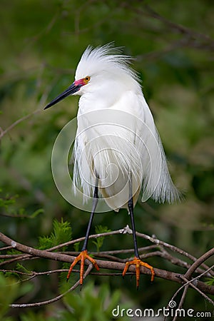 Snowy Egret Breeding Colours Stock Photo