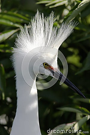 Snowy Egret in Breeding Plumage Stock Photo