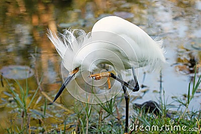 Snowy Egret with breeding plumage Stock Photo