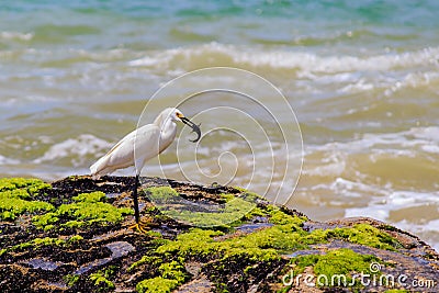 Snowy egret in a beach Stock Photo