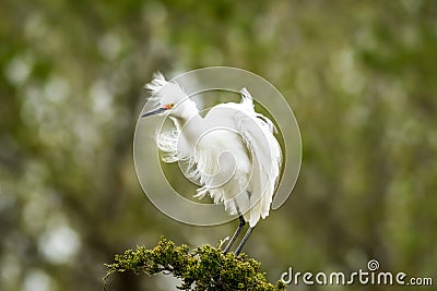 Snowy Egret looks graceful and elegant in delicate plumage on green branch Stock Photo