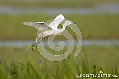 Snowy Egret in flight across the everglades Stock Photo