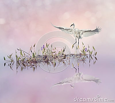 Snowy Egret in flight over lake Stock Photo