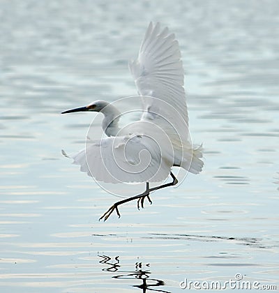 Snowy Egret flying in Bolinas Lagoon Stock Photo