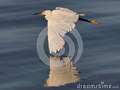 Snowy Egret Flying tip touch Stock Photo