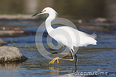 Snowy Egret Stock Photo