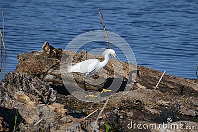 Snowy Egret On Log Stock Photo