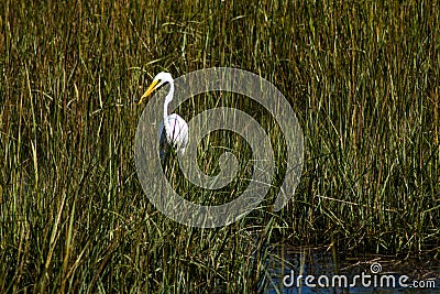 A Snowy Egret Looking for Lunch Stock Photo