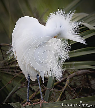 Snowy Egret preening Stock Photo