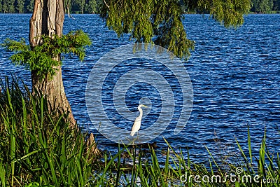 Snowy Egret, Reelfoot Lake, Tennessee Stock Photo