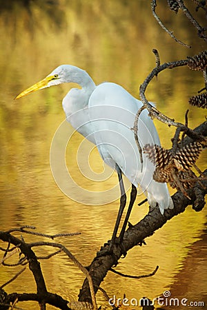 Snowy Egret Stock Photo