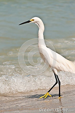 Snowy egret, on a tropical shoreline searching for next meal Stock Photo